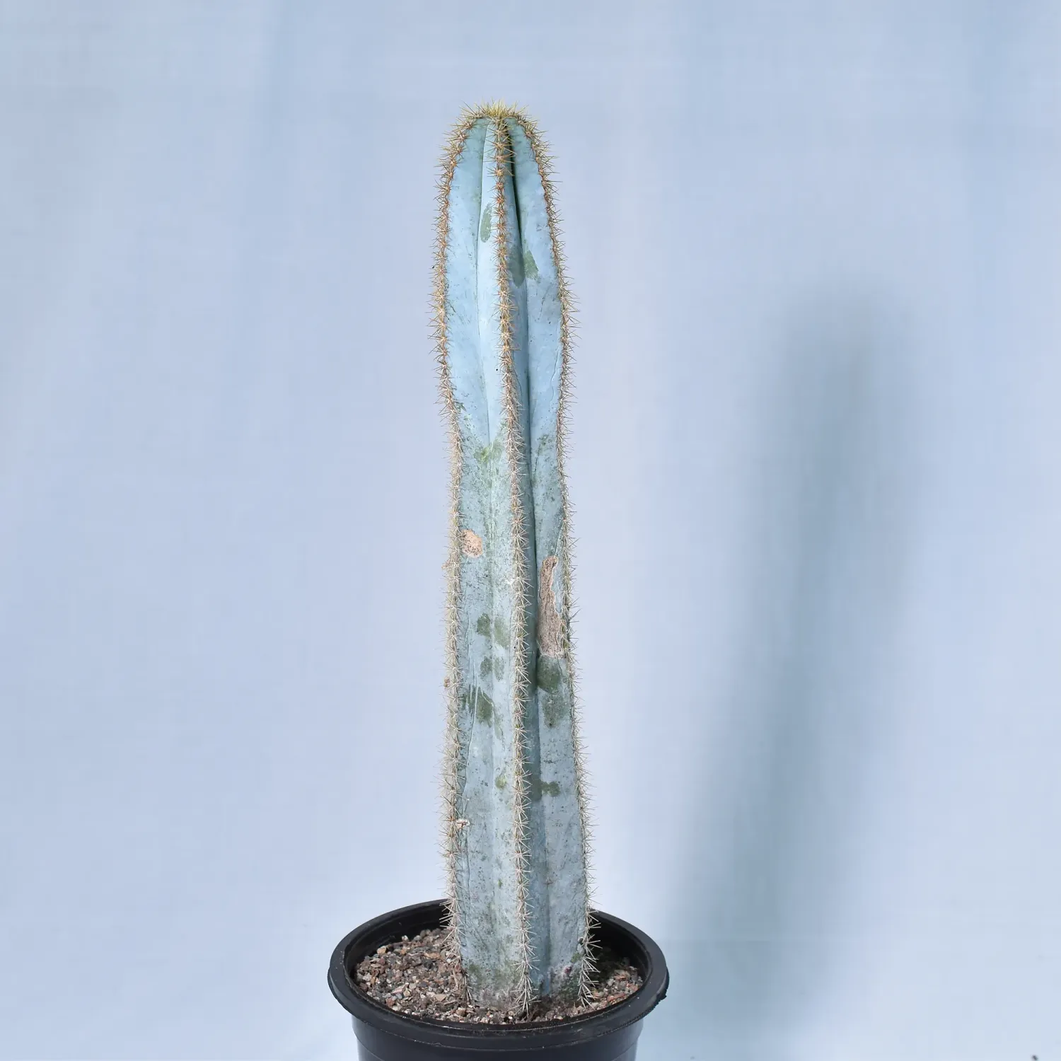 Pilosocereus pachycladus - Blue Columnar Cactus