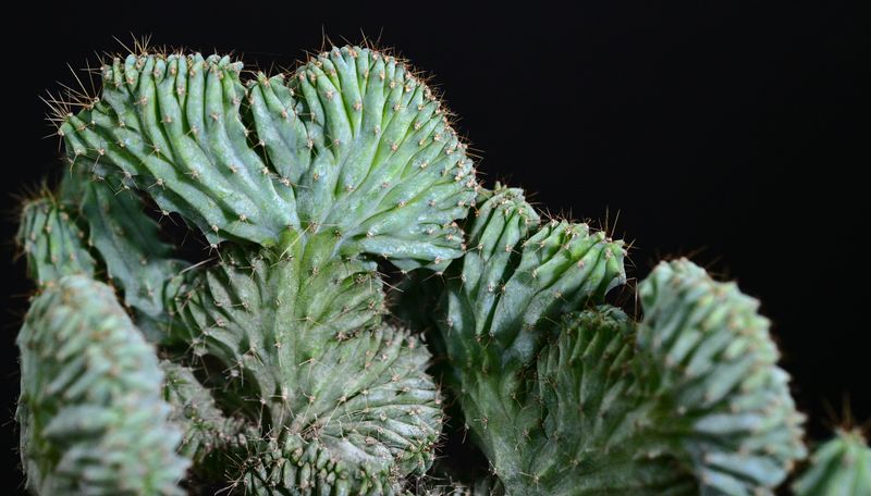 Myrtillocactus geometrizans elite crest Rooted