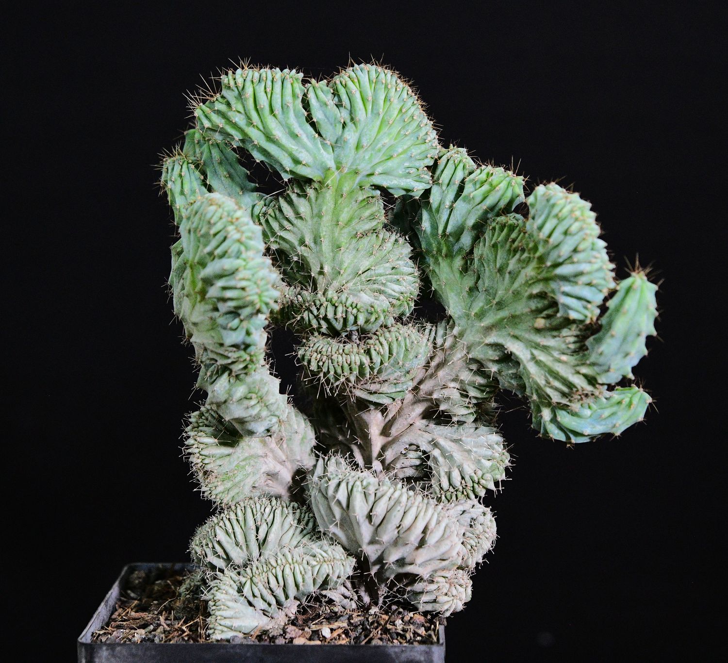 Myrtillocactus geometrizans elite crest Rooted