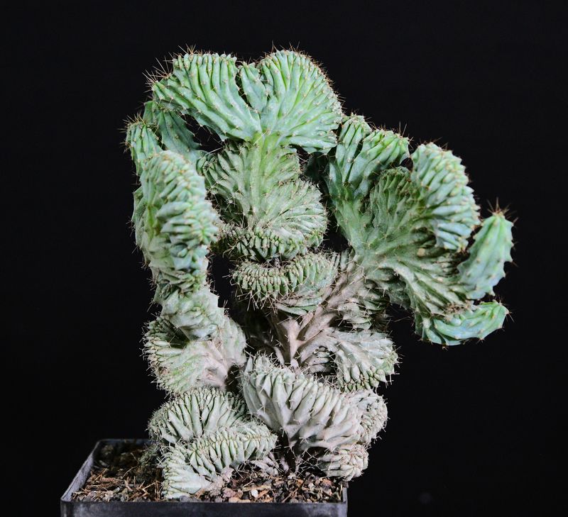 Myrtillocactus geometrizans elite crest Rooted Myrtillocactus geometrizans elite crest Rooted