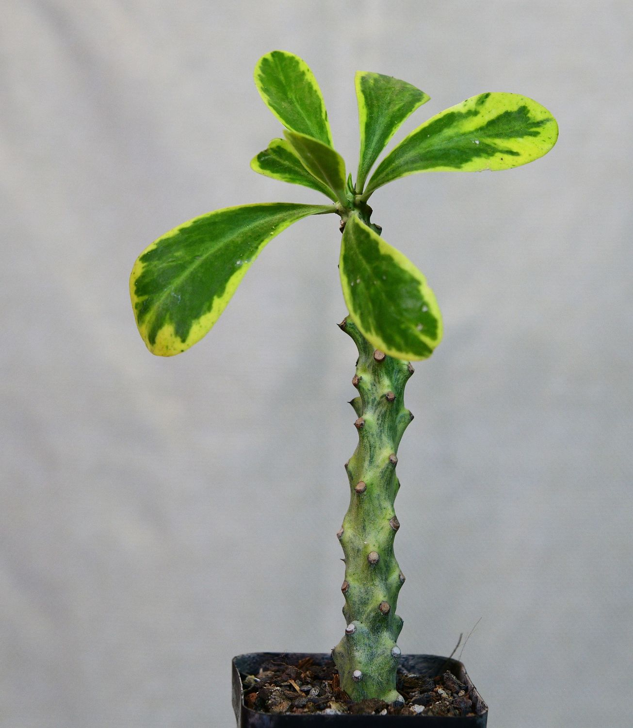 Euphorbia neriifolia variegated in nursery pot
