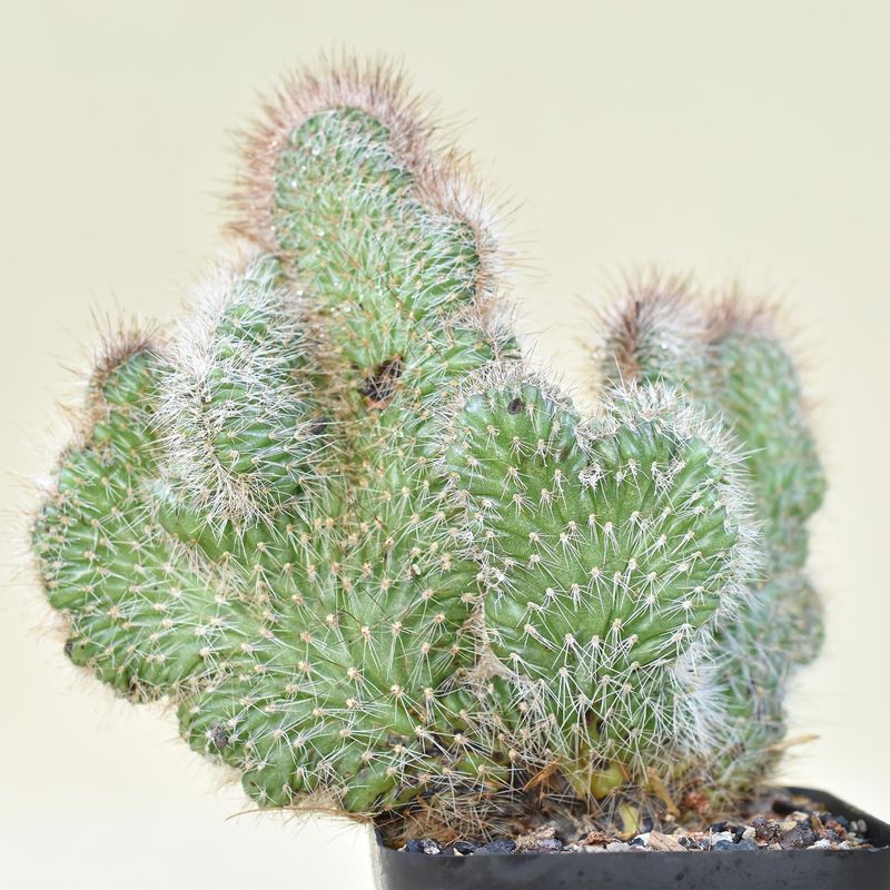 Nyctocereus Serpentinus f. Crest