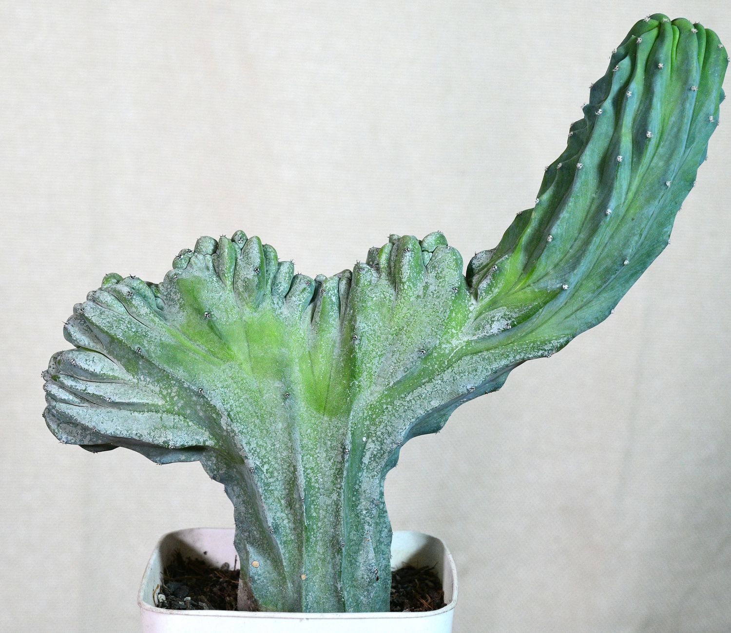 Myrtillocactus geometrizans Forma Crest Myrtillocactus geometrizans Forma Crest full plant view in pot