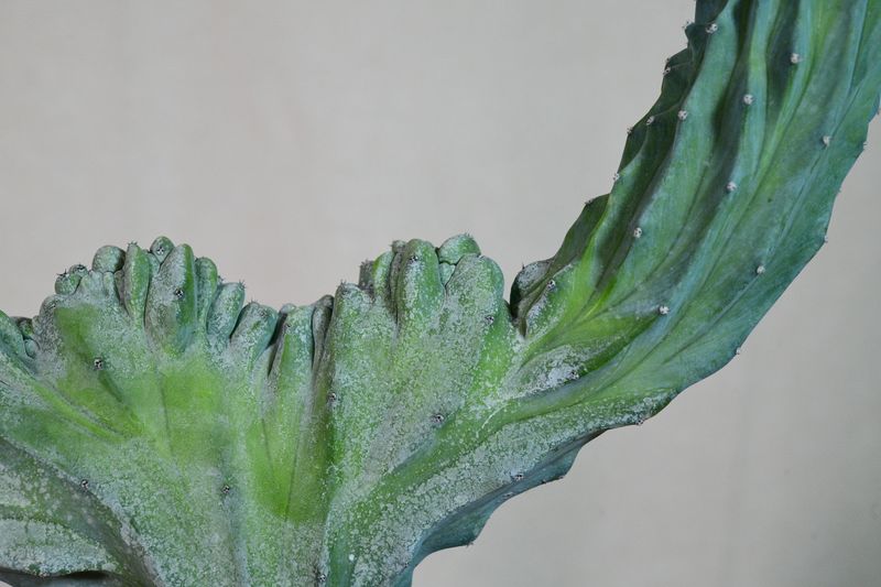 Myrtillocactus geometrizans Forma Crest close-up detail of crested stems