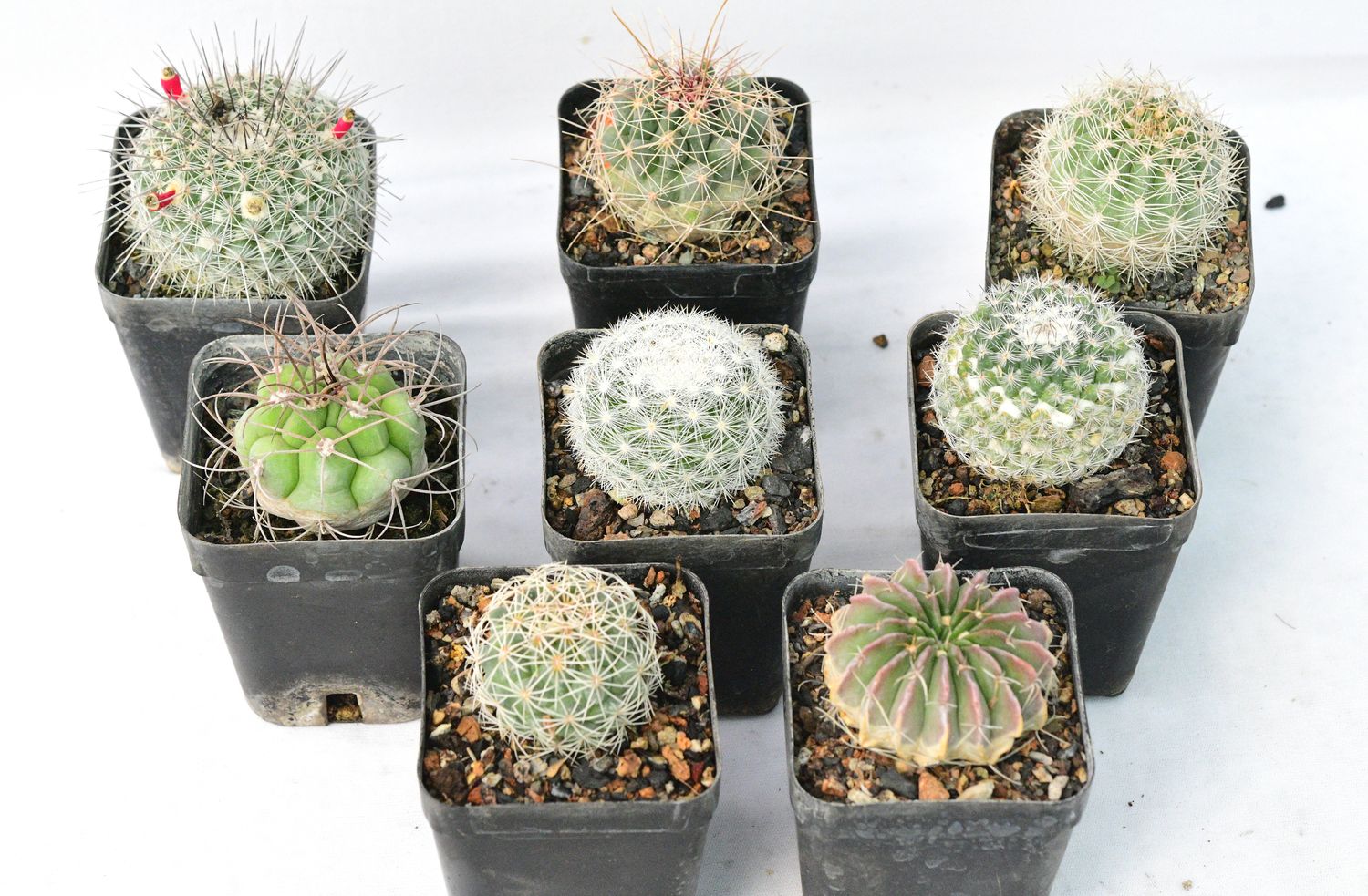 Budget Set -  Cactus Collection :  A Set of 8 Unique Varieties
