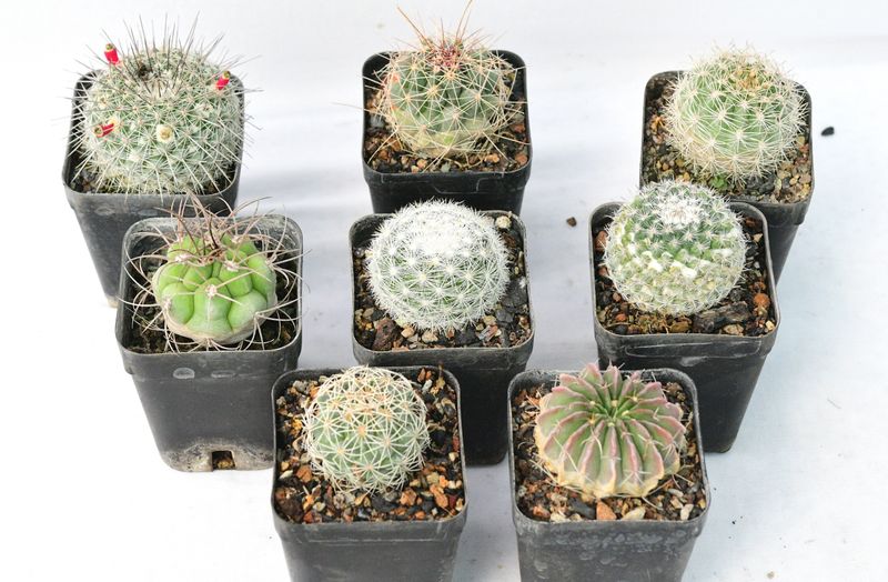 Budget Set -  Cactus Collection :  A Set of 8 Unique Varieties