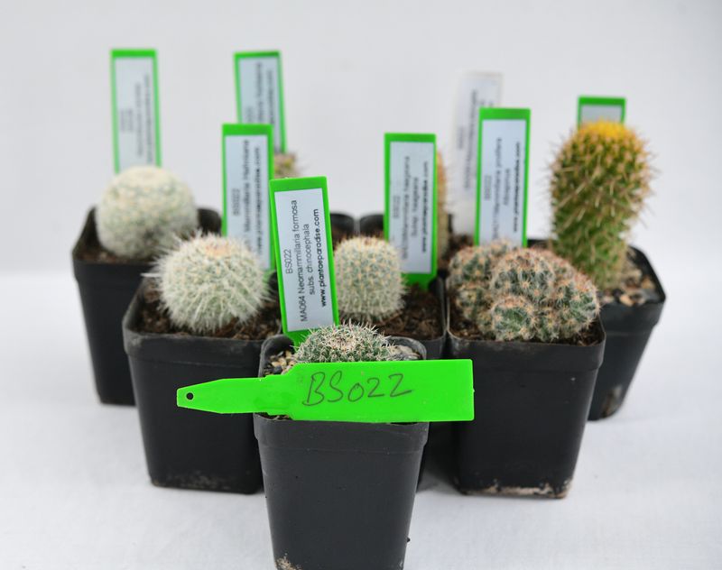 "Mammillaria Marvels" — 8 Rare Pincushion Cacti