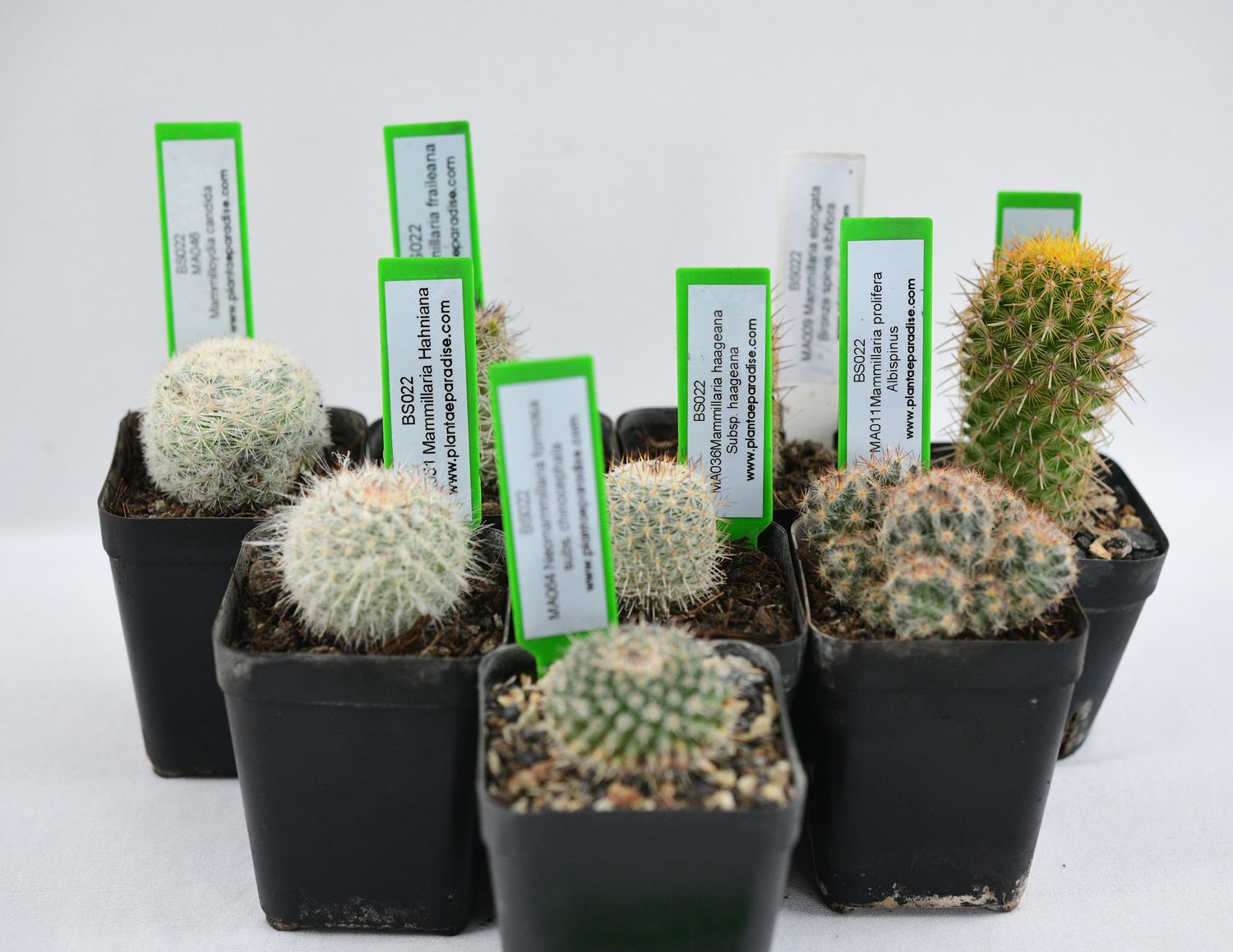 "Mammillaria Marvels" — 8 Rare Pincushion Cacti full collection display