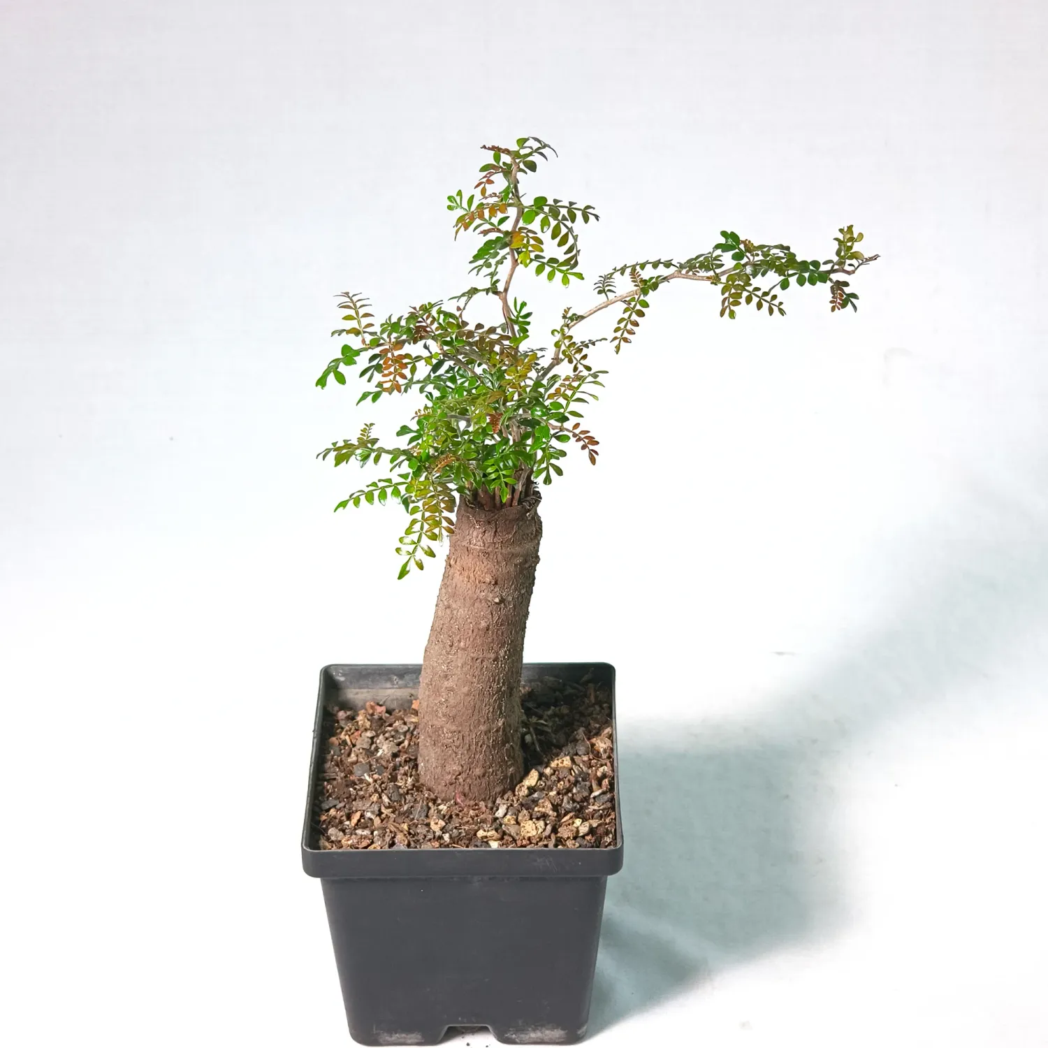 Operculicarya pachypus