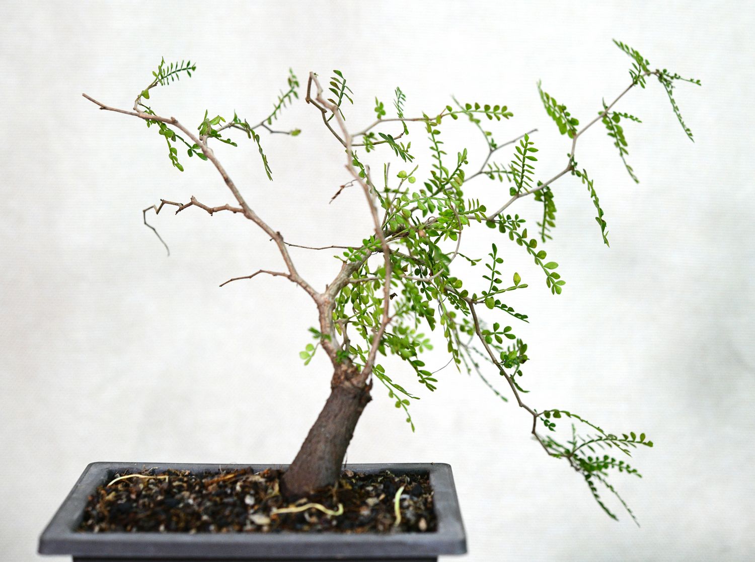Operculicarya pachypus in shallow bonsai pot