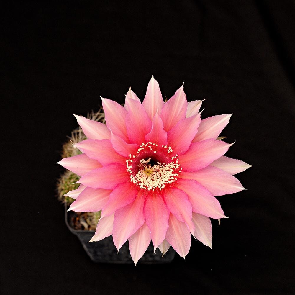 Echinopsis hybrid 'Othere' Echinopsis hybrid 'Othere'-FLOWER