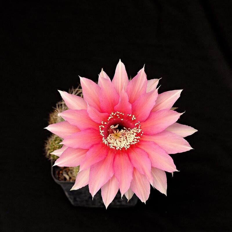 Echinopsis hybrid 'Othere' Echinopsis hybrid 'Othere'-FLOWER