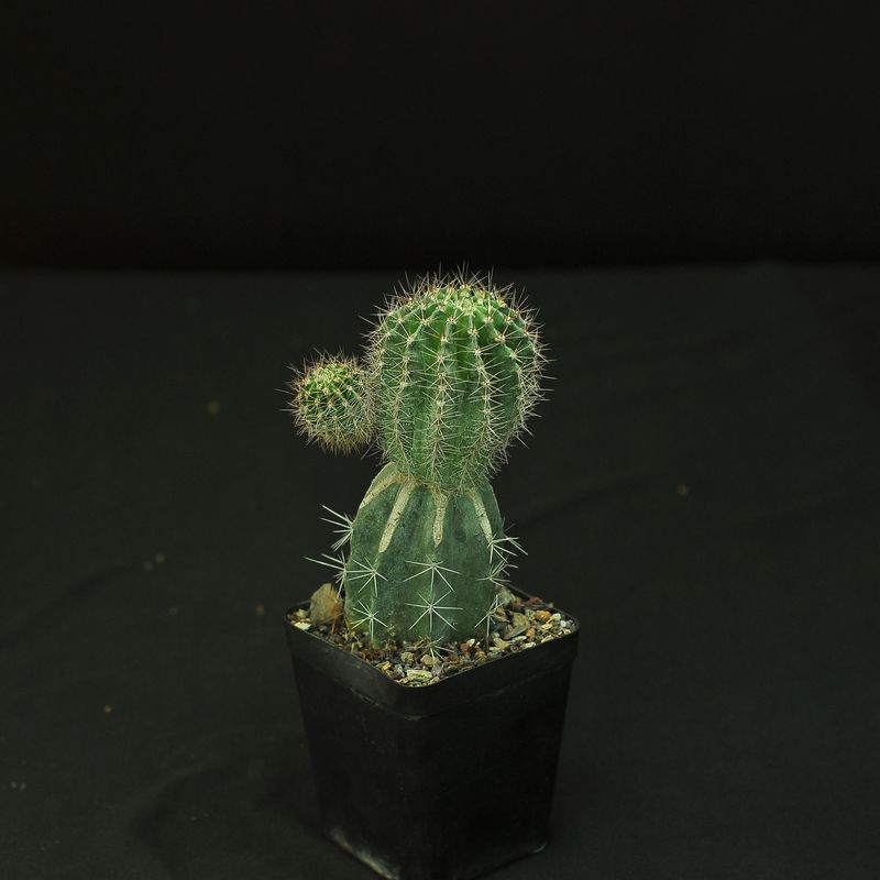 Echinopsis hybrid 'Othere'