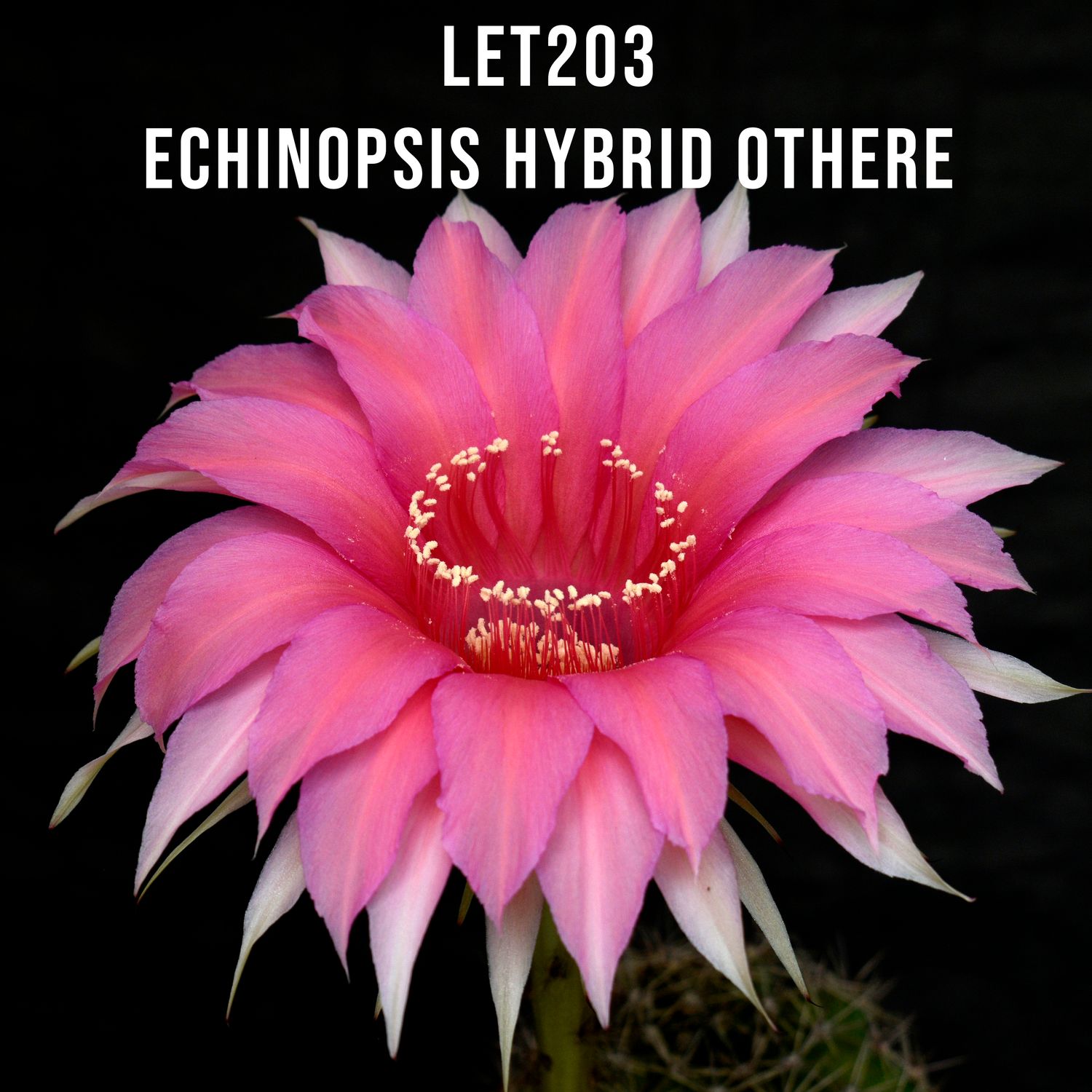 Echinopsis hybrid 'Othere' in full bloom with bright pink flowers