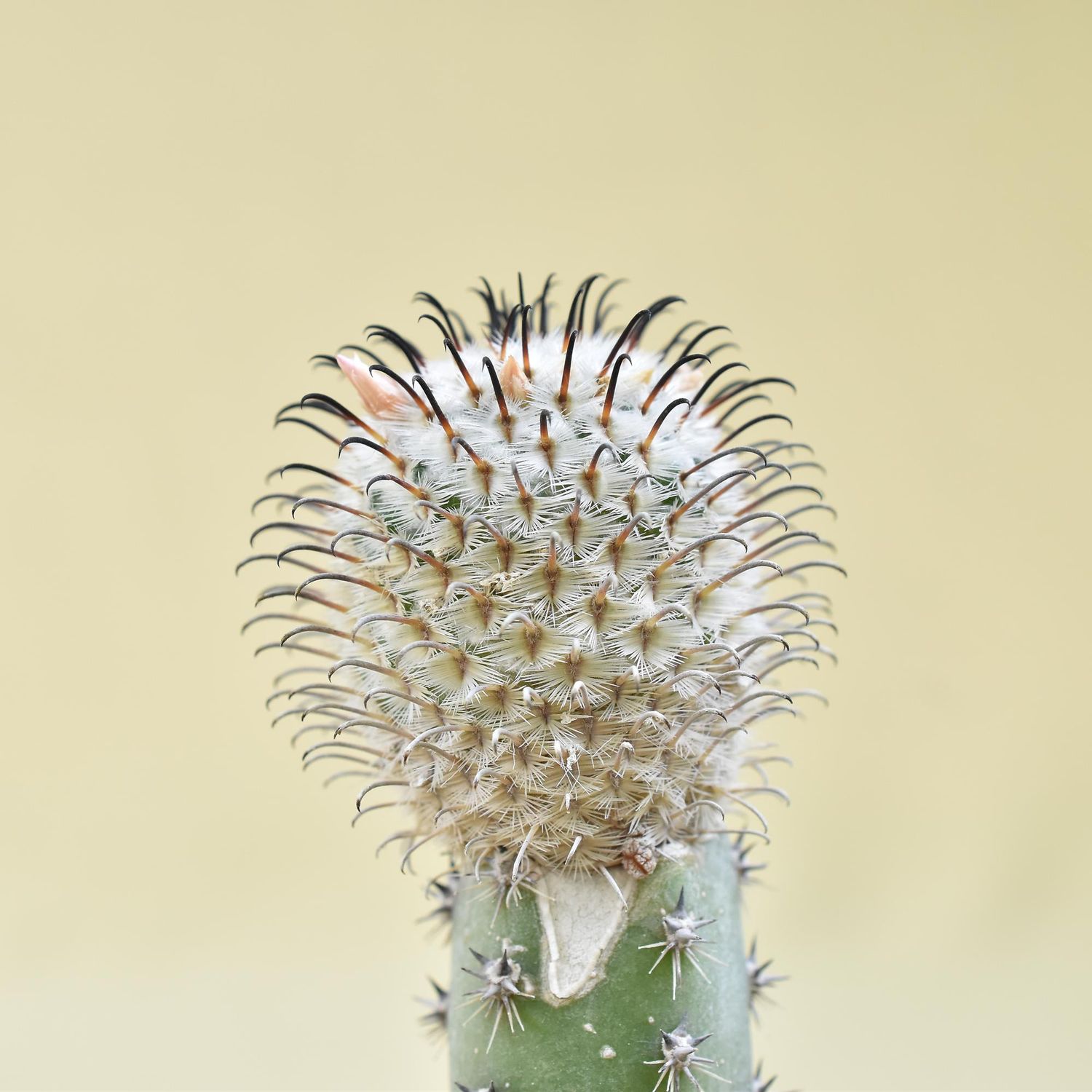 Mammillaria Perezdelarosae