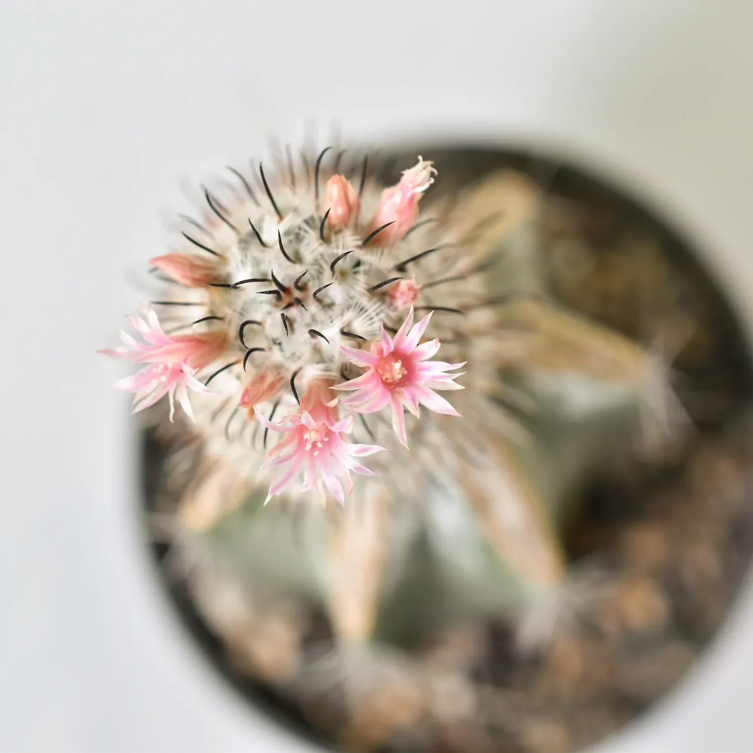 Mammillaria Perezdelarosae