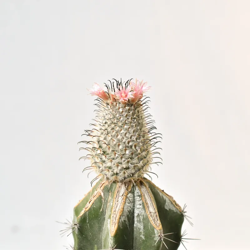 Mammillaria Perezdelarosae