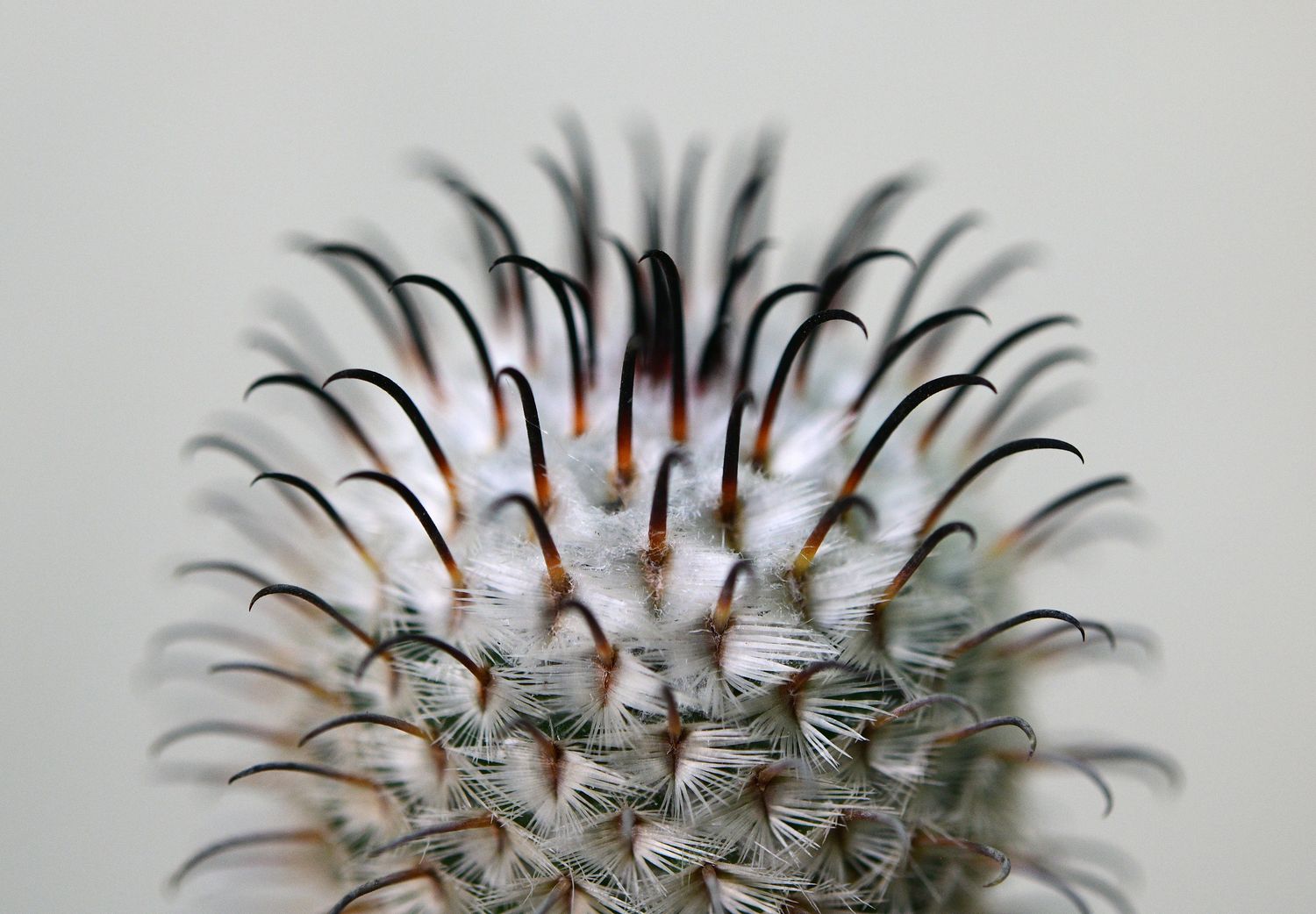 Mammillaria perezdelarosae Mammillaria perezdelarosae close-up of spines