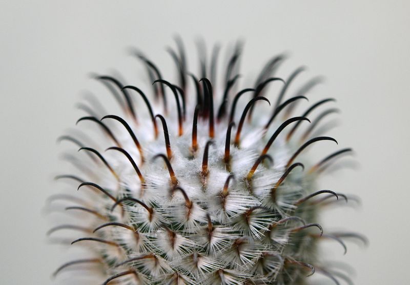 Mammillaria perezdelarosae Mammillaria perezdelarosae close-up of spines