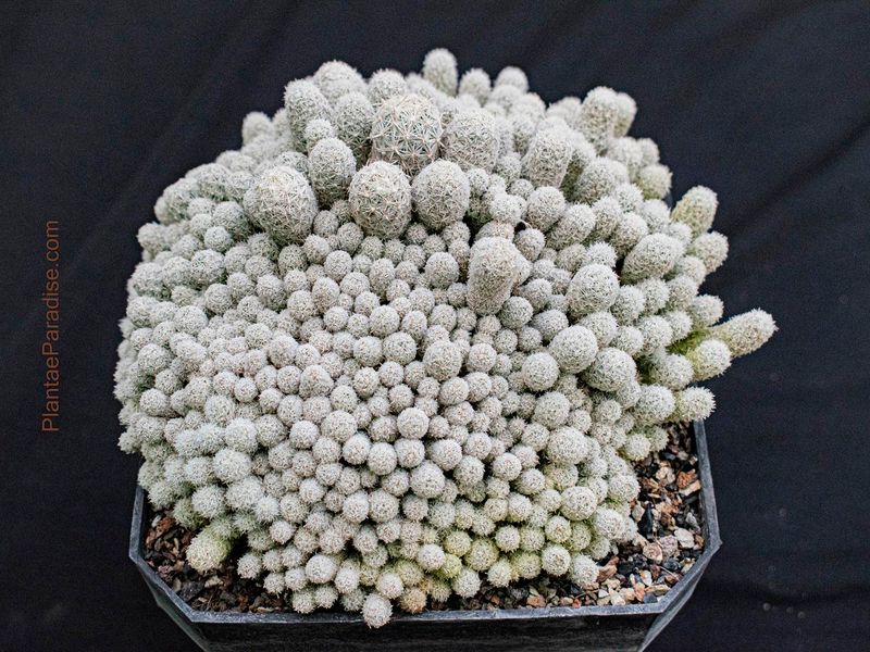 Escobaria sneedii var. sneedii Escobaria sneedii var. sneedii