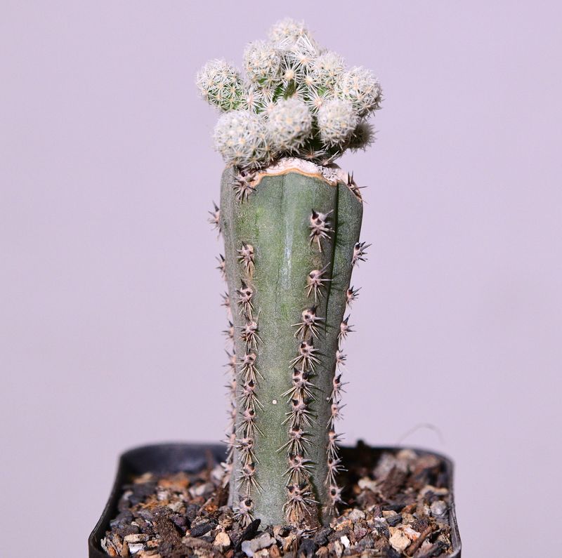 Escobaria sneedii var. sneedii