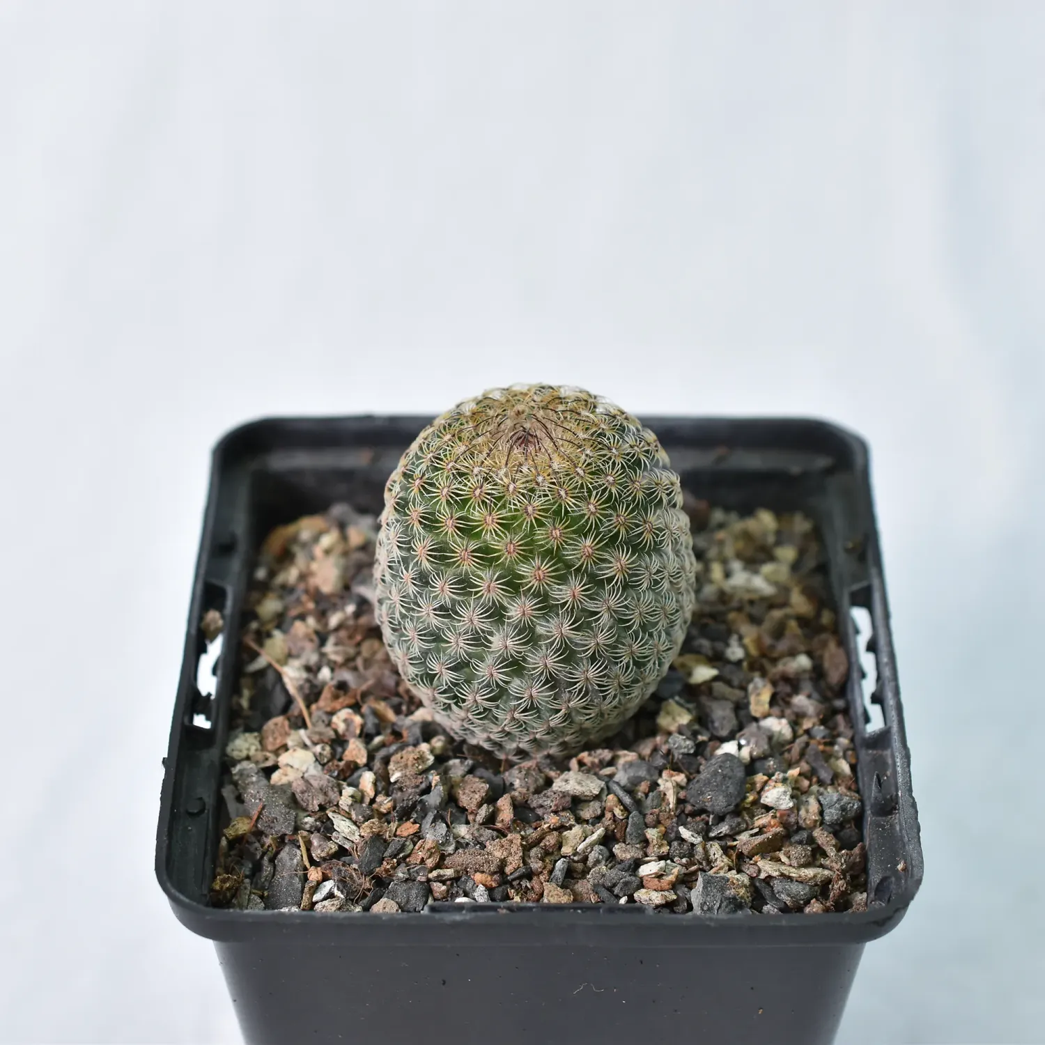 Mammillaria Huitzilopochtli