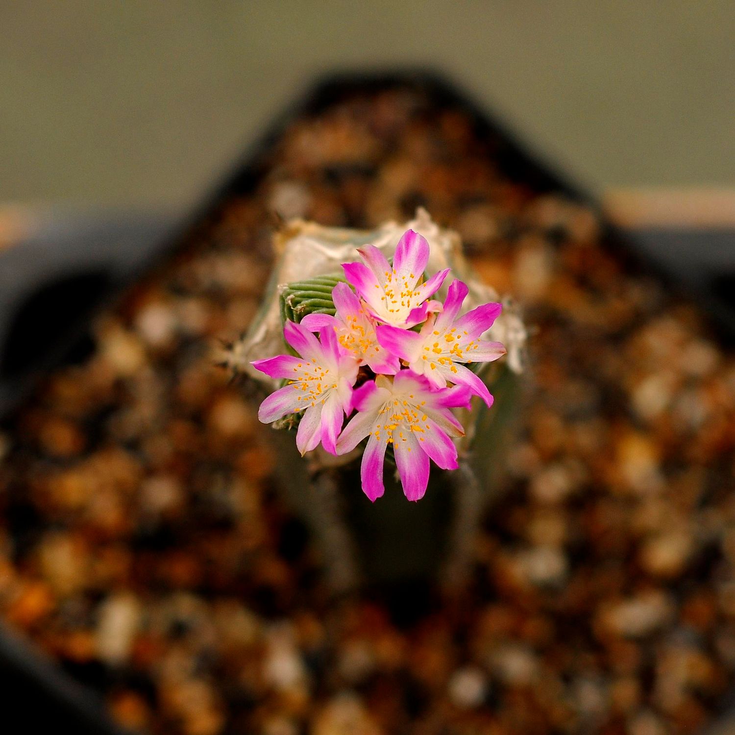 Aztekium valdezii in bloom with magenta flowers