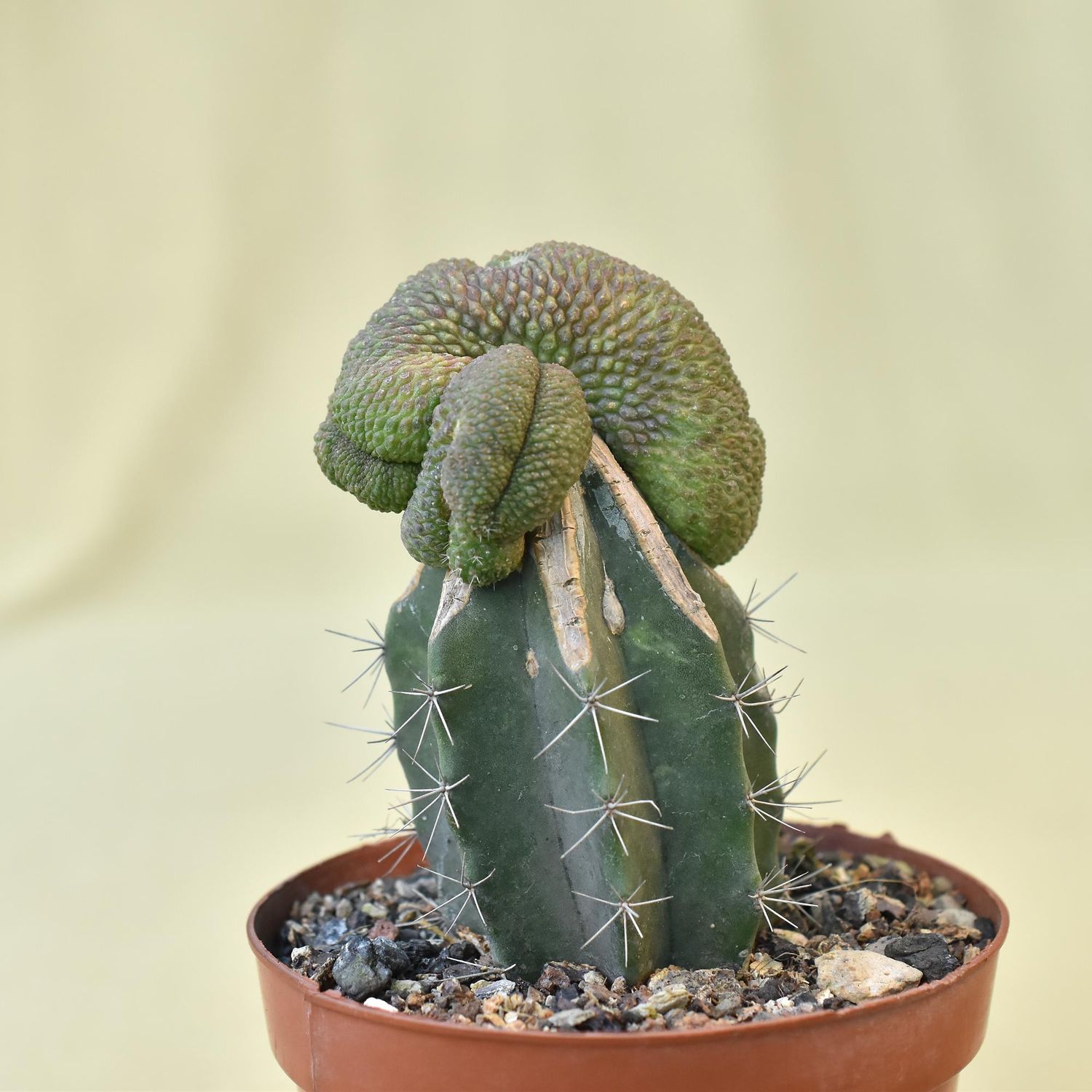 Rebutia krainziana cv. Inermis Crest