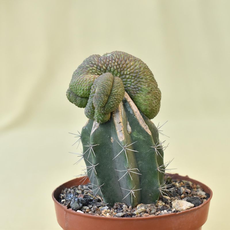 Rebutia krainziana cv. Inermis Crest