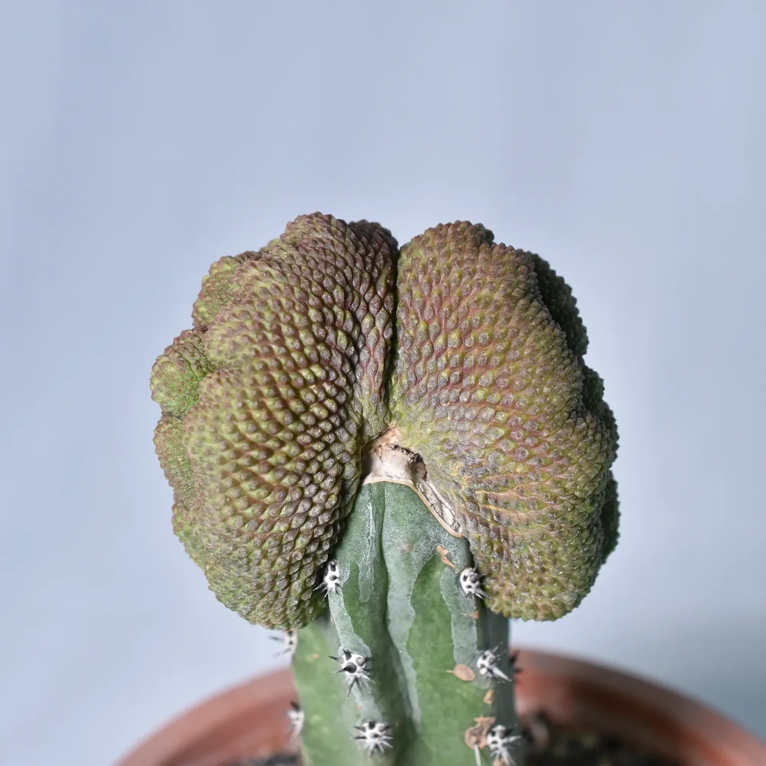 Rebutia krainziana cv. Inermis Crest