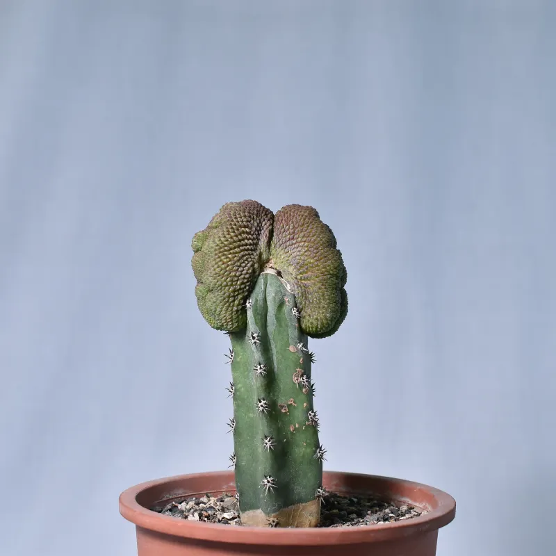 Rebutia krainziana cv. Inermis Crest