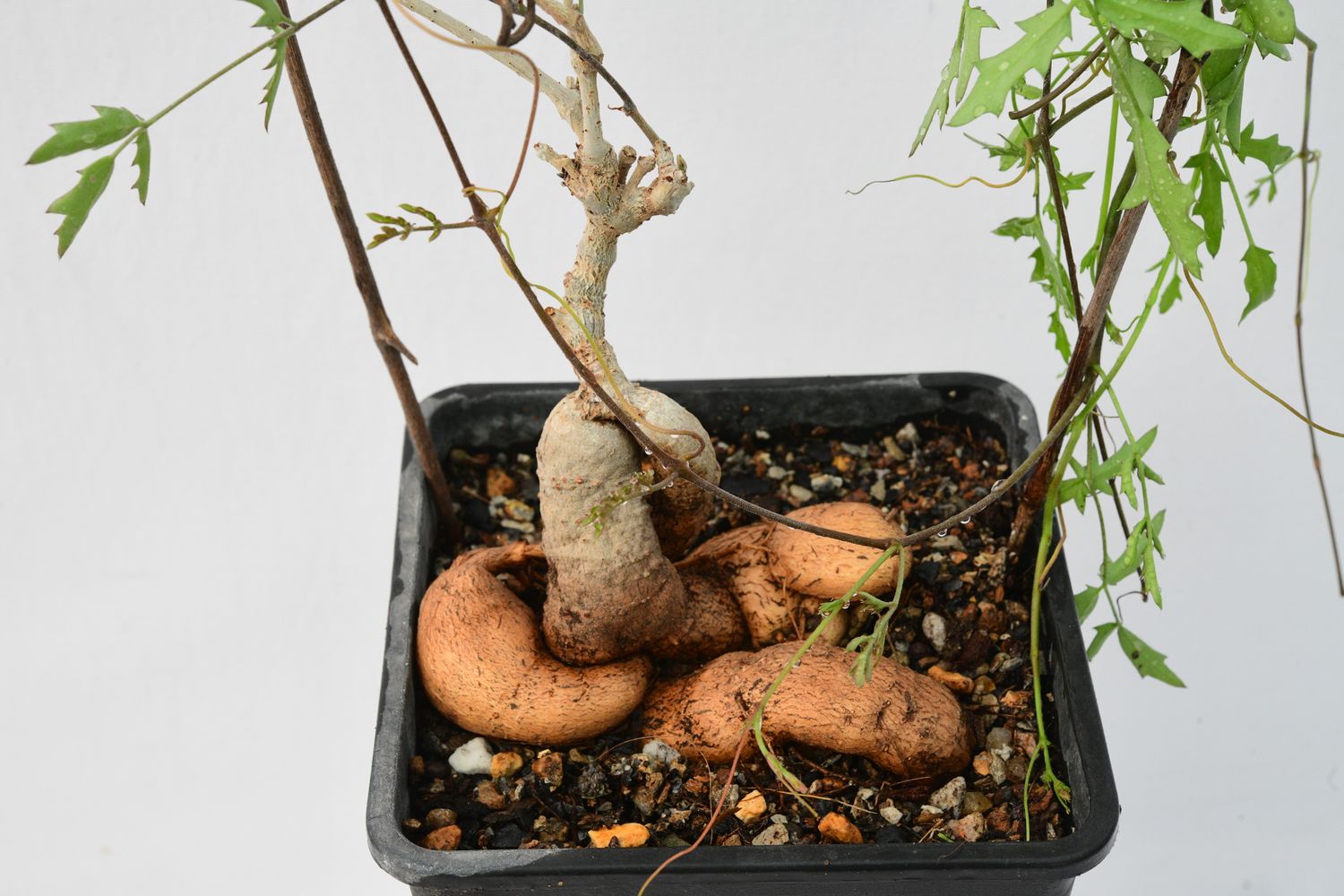 Cyphostemma elephantopus