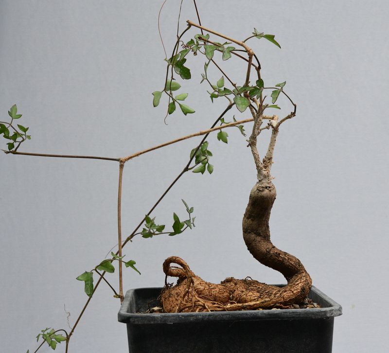 Cyphostemma elephantopus