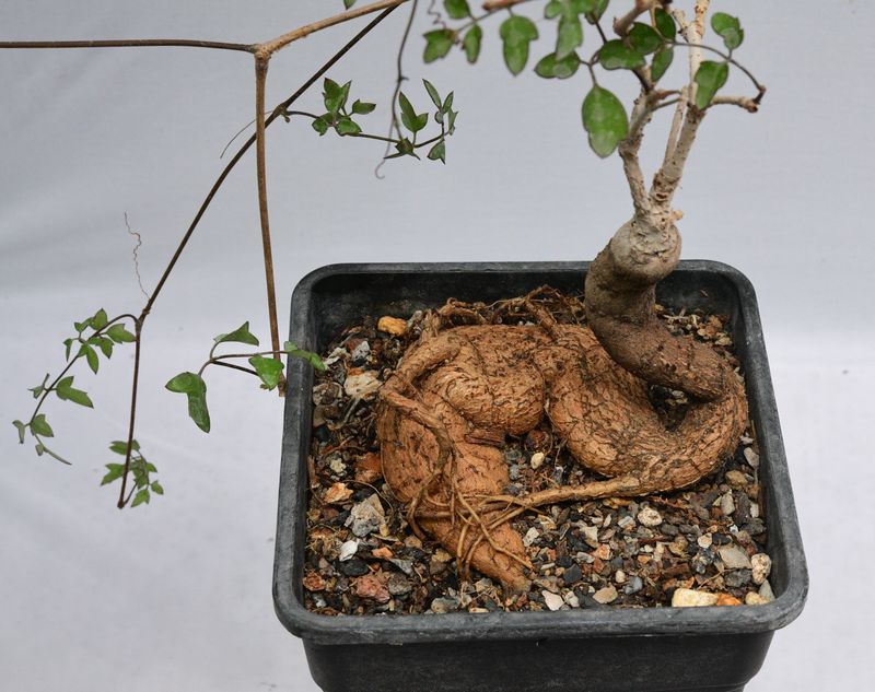 Cyphostemma elephantopus Cyphostemma elephantopus