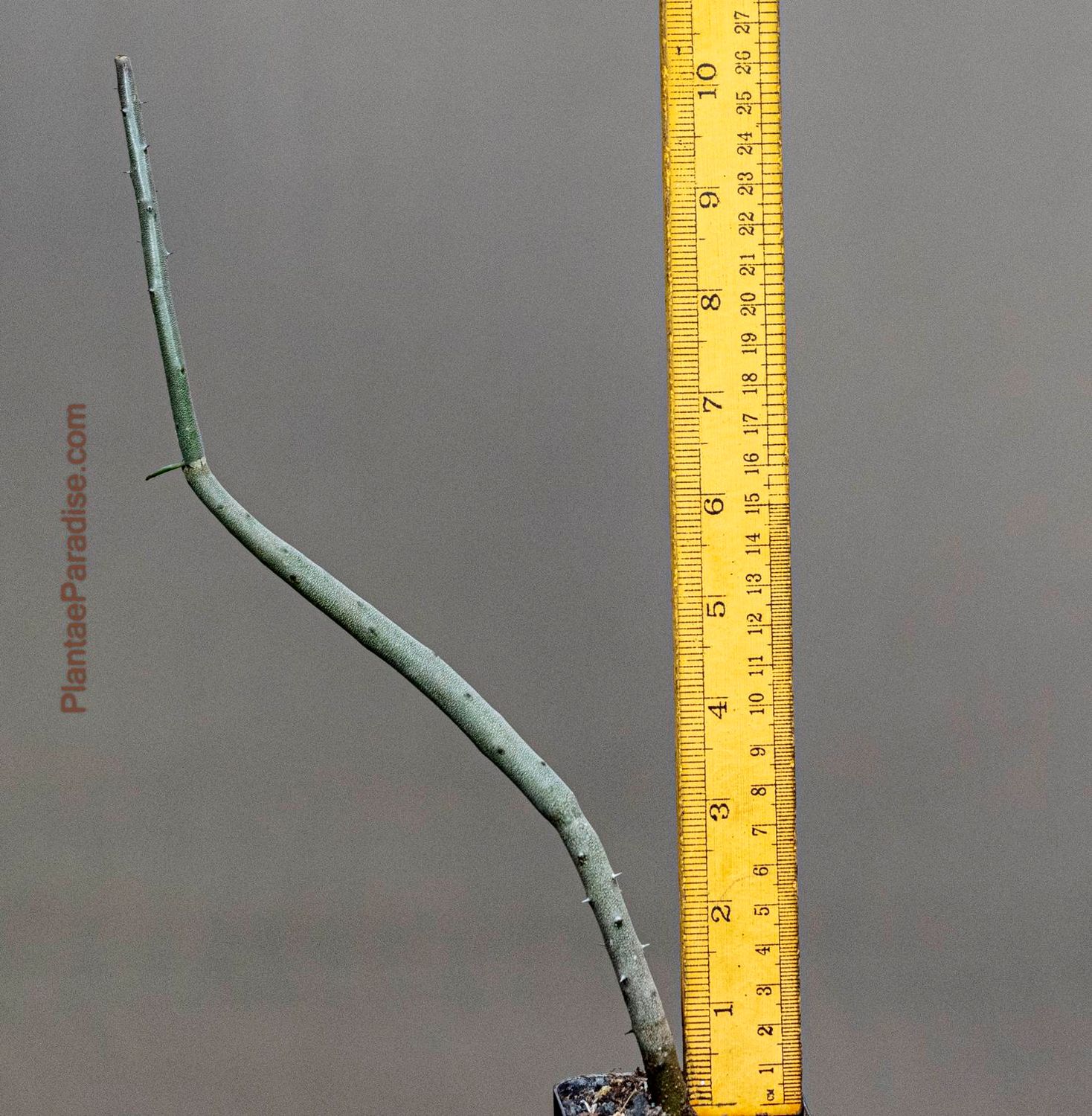 Alluaudia dumosa with ruler for size reference