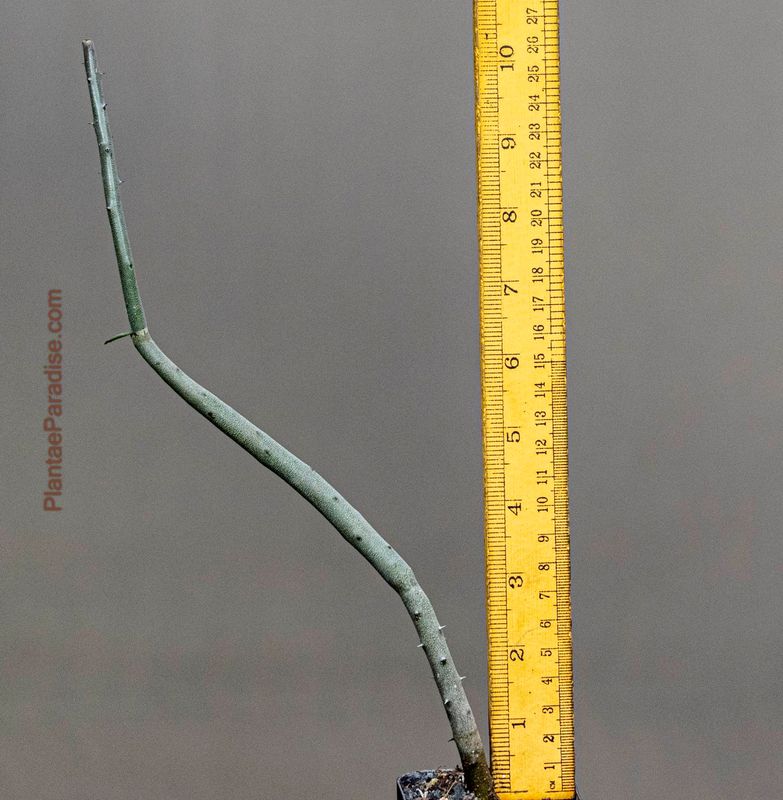 Alluaudia dumosa Alluaudia dumosa with ruler for size reference