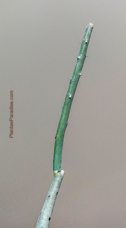 Alluaudia dumosa full stem view