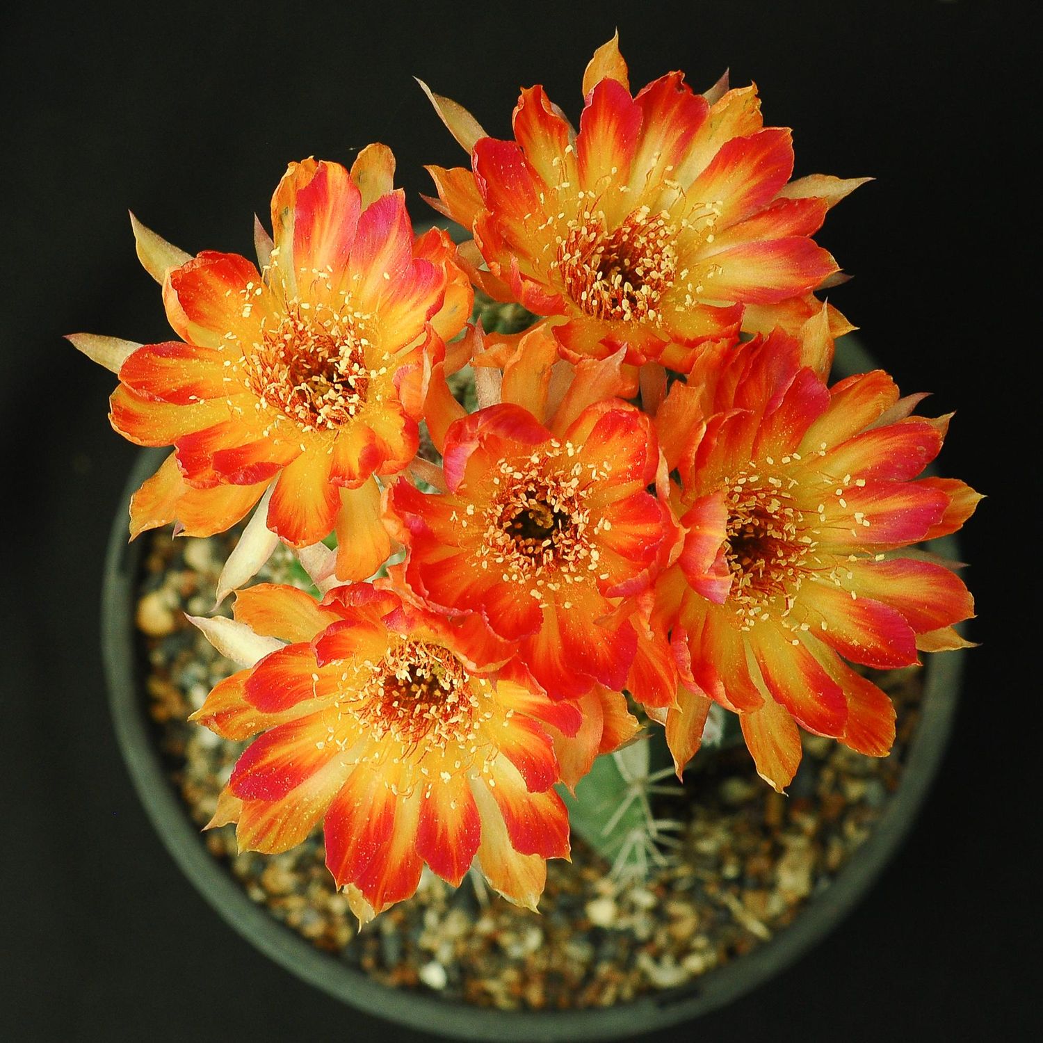 Lobivia hybrid Bloodhair in bloom with red and yellow flowers
