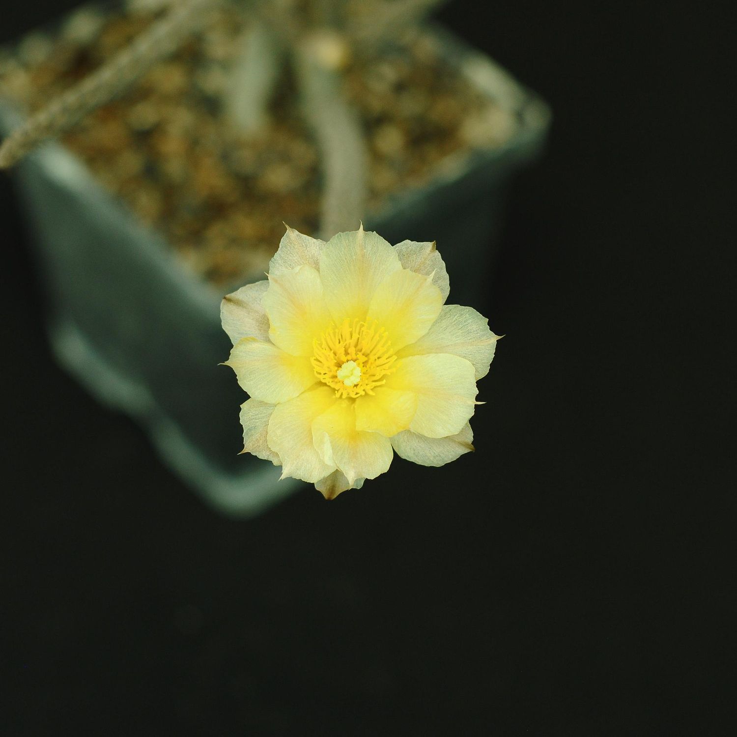 Pterocactus tuberosus in bloom with yellow flower