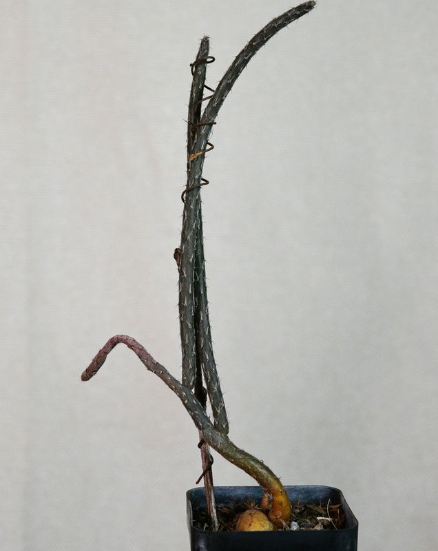 Pterocactus tuberosus bare stem view