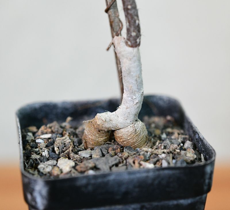 Pterocactus tuberosus