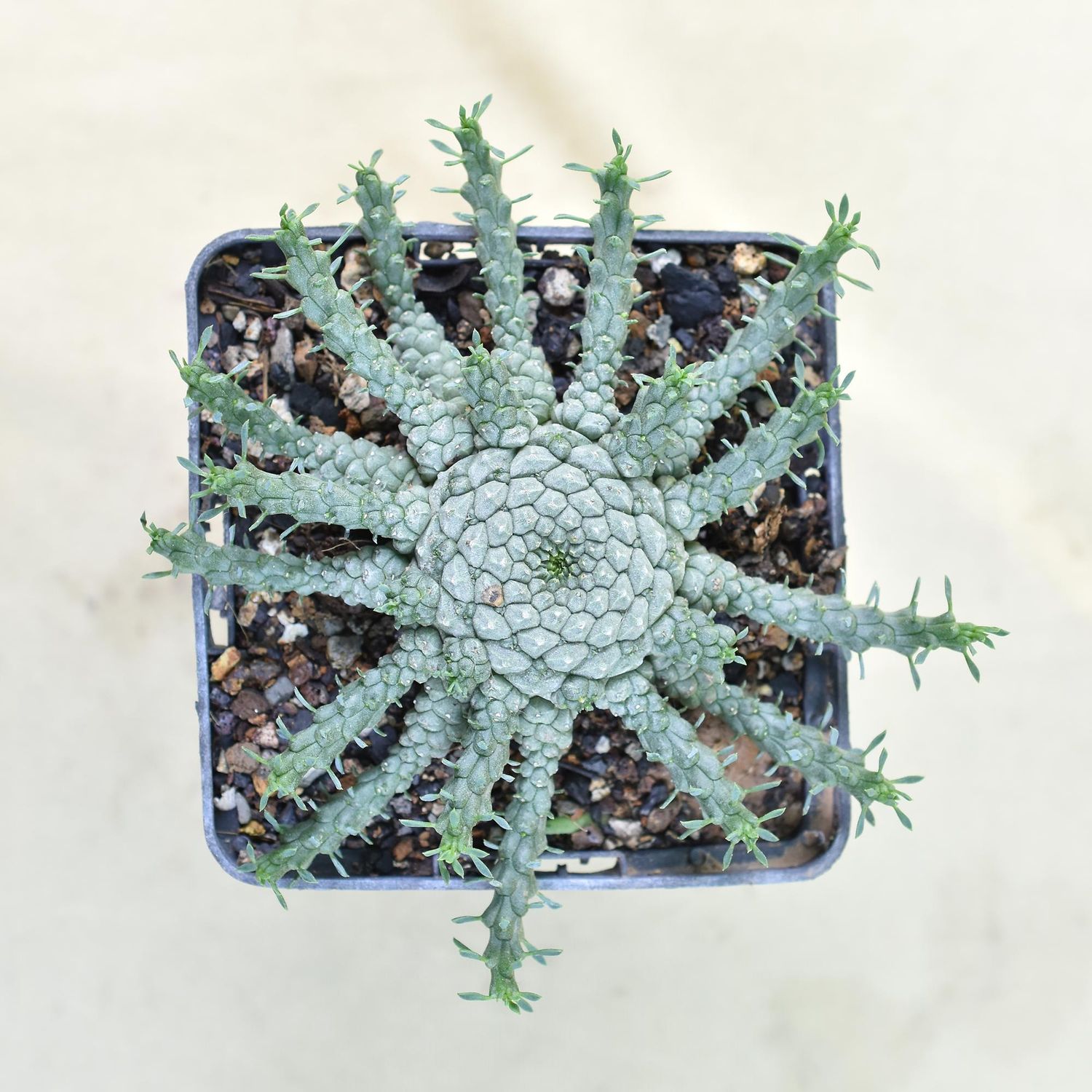 Euphorbia gorgonis