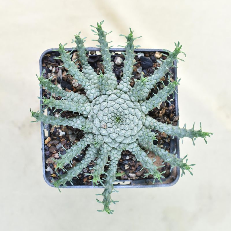 Euphorbia gorgonis