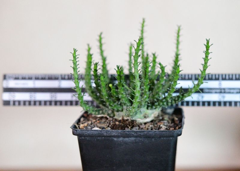 Euphorbia gorgonis