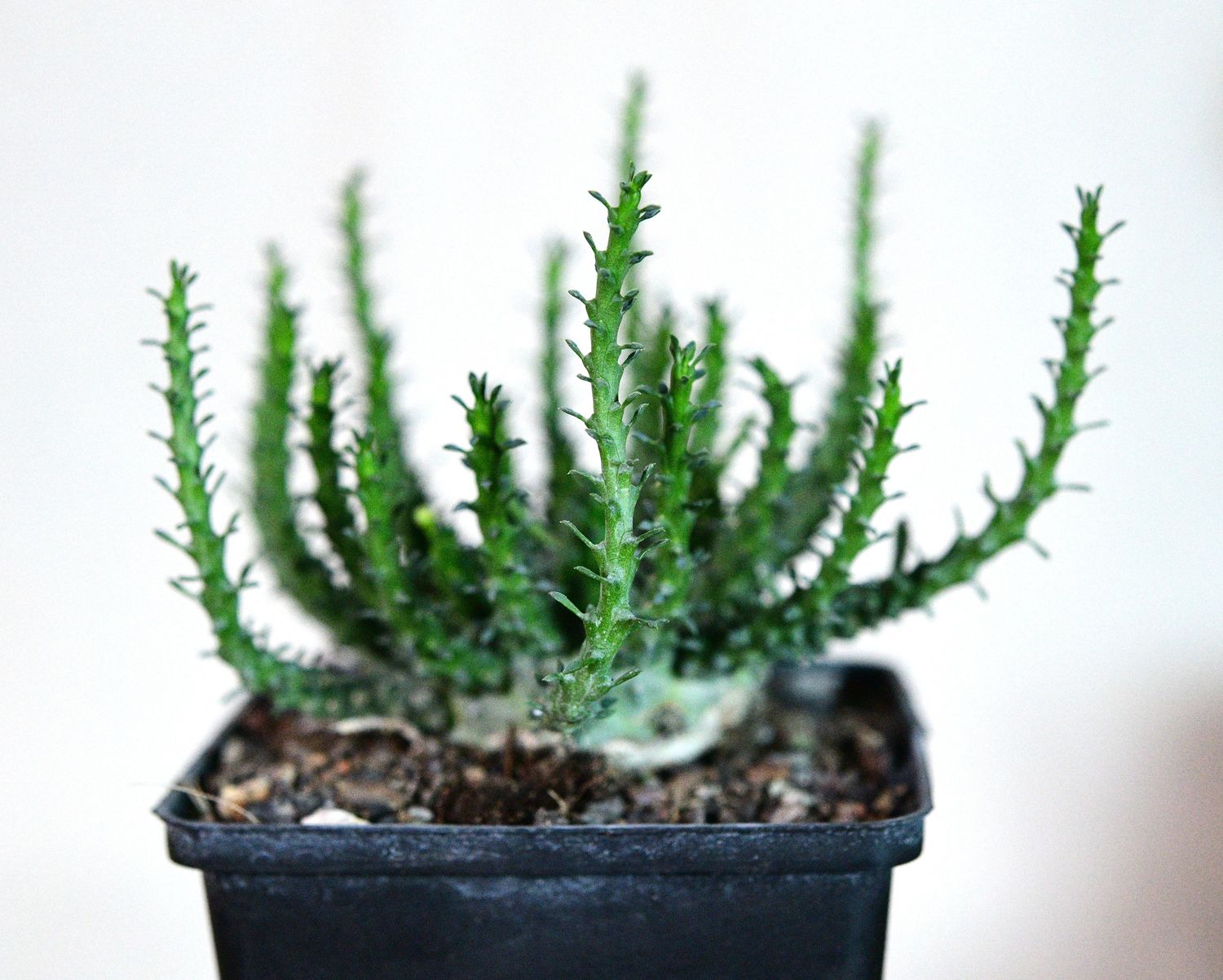 Euphorbia gorgonis front view