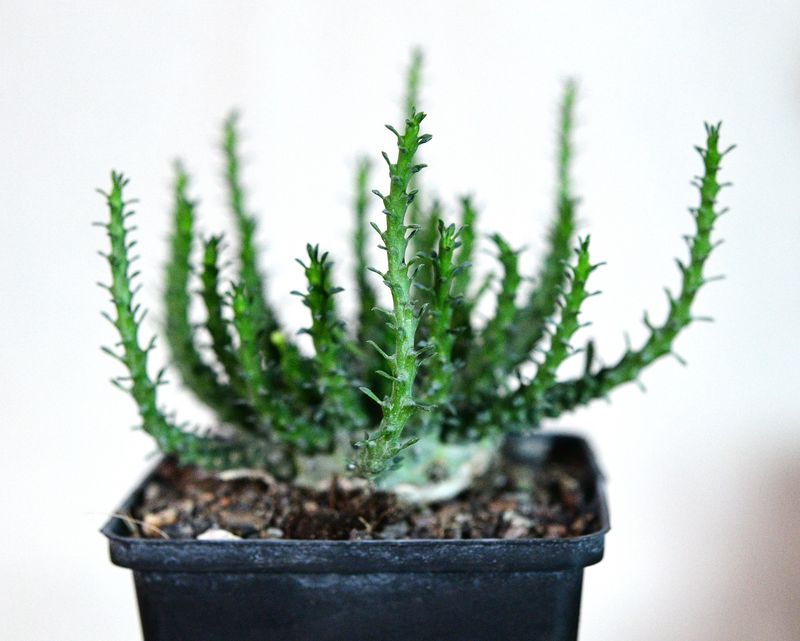 Euphorbia gorgonis
