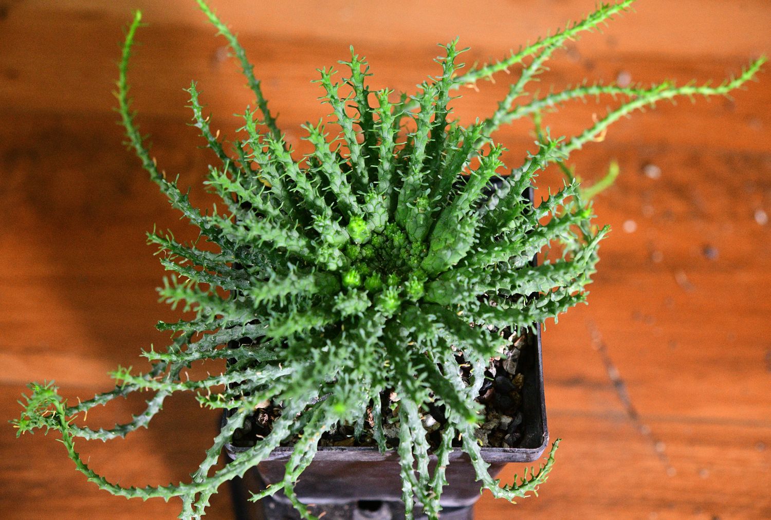 Euphorbia gorgonis Euphorbia gorgonis in nursery pot viewed from above