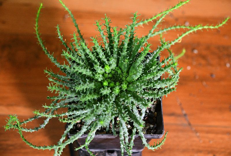 Euphorbia gorgonis Euphorbia gorgonis in nursery pot viewed from above
