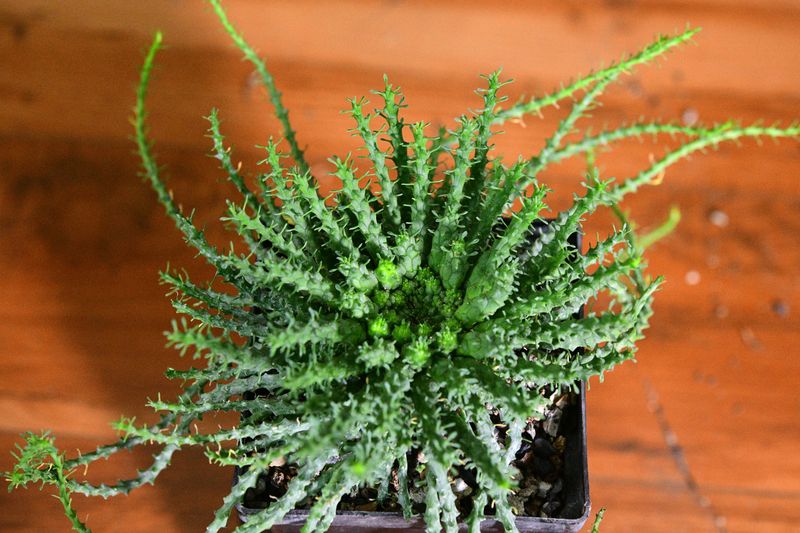 Euphorbia gorgonis front view in container