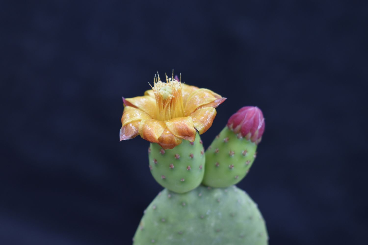 Opuntia inamoena (Tacinga inamoena)  - Flower view